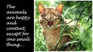 rainbow bridge poem for cats