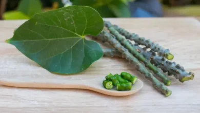 How guduchi products online Are Reviving Immunity and Gut Health Naturally